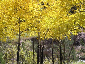 Canon City